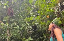 3 Days Orangutan Sumatra Jungle Trekking with Rafting