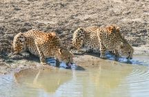 BIG 5 Kruger 4 Day Safari From Johannesburg 