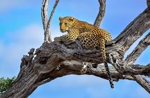 Kruger National Park. 3 Days Best Ever Safari from Cape Town