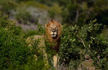 Kruger National Park. 3 Days Best Ever Safari from Cape Town