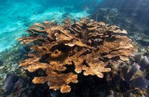 Museum for Coral Preservation with Chankanaab Park and OTOCH