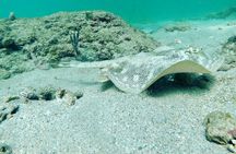 Guided Reef Snorkeling Tour in Pompano Beach