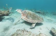 Guided Reef Snorkeling Tour in Pompano Beach