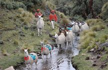 Cultural Multi Day Tour from Lares to Machu Pichu with Llamas