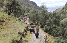Cultural Multi Day Tour from Lares to Machu Pichu with Llamas