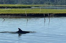 Chincoteague Dolphin Watching Boat Tour