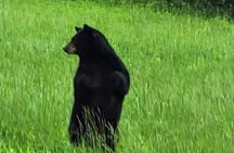 Smoky Mtn Cades Cove, RR/Logging Museum-Foothills Pky Spring Tour