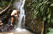 3 Hours Rainforest Walk in Tobago (Private) Lunch + Hummingbirds