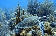Snorkel Adventure at Bonaire Marine Park