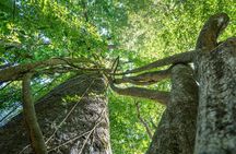 Carara National Park Guided Tour