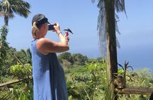 3 Hours Rainforest Group Walk with Lunch