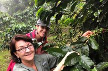 Uvita Coffee Tour
