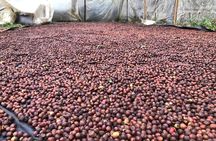 Uvita Coffee Tour