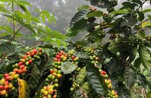 Uvita Coffee Tour