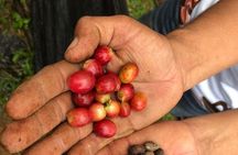 Uvita Coffee Tour