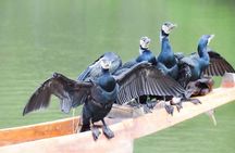Arashiyama Cormorant Fishing Boat Tour (Our private boat use)