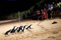 Phillip Island Penguin Parade, Wildlife and Beach Boxes Bus Tour