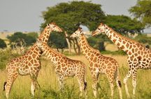 Private Tour In Giraffe Centre in Nairobi