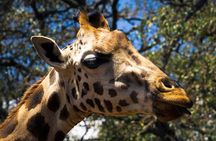 Private Tour In Giraffe Centre in Nairobi