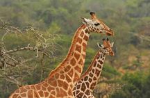 Private Tour In Giraffe Centre in Nairobi