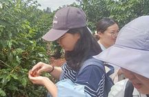 Kenyan Coffee Farm Tour