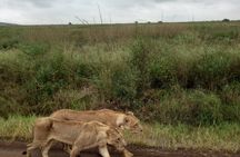 Wildlife safari at Nairobi National Park