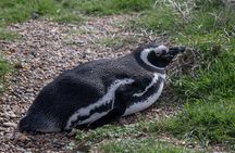 Peninsula Valdes with Penguin Colony of Estancia San Lorenzo