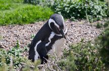 Peninsula Valdes with Penguin Colony of Estancia San Lorenzo