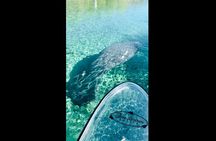 Manatees, Monkeys and Florida Natural Spring Adventure Tour 