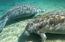 Manatees, Monkeys and Florida Natural Spring Adventure Tour 