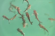 Scientific and Cultural Tour in Bacalar with an Expert