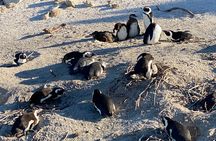 Cape Peninsula Cape of Good Hope and Penguins Tour in Cape Town