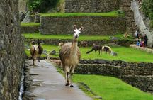 From Machupicchu: Entrance, Bus and Guide Private