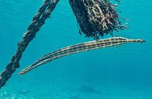 Island Treasures: Caves, Turtles and Turquoise Beach Break