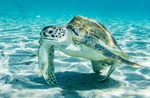 Island Treasures: Caves, Turtles and Turquoise Beach Break