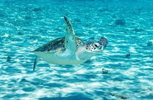 Island Treasures: Caves, Turtles and Turquoise Beach Break