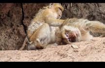 Marrakech: Private excursion to the Ouzoud Waterfalls (Guide & boat)