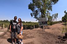 Ballestas Islands, Vineyards and Buggies in Huacachina from Ica