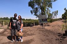 Ballestas Islands, Vineyards and Buggies in Huacachina from Paracas