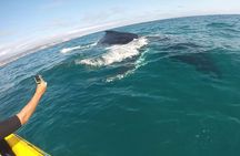 Noosa Whale Watching On Ocean Kayaks & Beach 4X4 Tour 