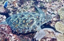 Kisite Mpunguti Dolphin Safari & Snorkeling with Wasini Island