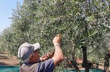 Olive harvest, visit to the oil mill and typical lunch 