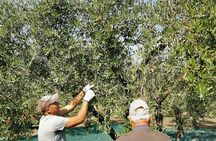 Olive harvest, visit to the oil mill and typical lunch 