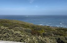 Cape Town Full Day Tour to Boulder Penguins and Cape of Good Hope