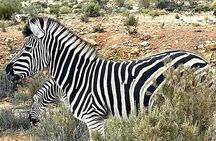 Cape Town Full Day Private Aquila Game Reserve Big 5 Safari