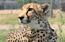 Cape Town Full Day Private Aquila Game Reserve Big 5 Safari