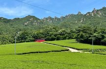 Boseong & Gangjin Green Tea Tour (Private)
