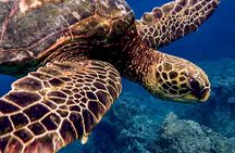 Ocean Safari Tour in Cabo San Lucas