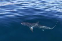 Ocean Safari Tour in Cabo San Lucas