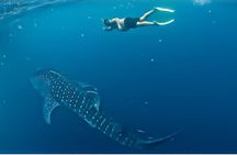 Sailing Flores to Lombok 5 days 4 Nights All Inclusive Trip